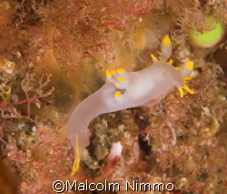 Nudibranch  - taken from the Isles of Scilly, SW England ... by Malcolm Nimmo 